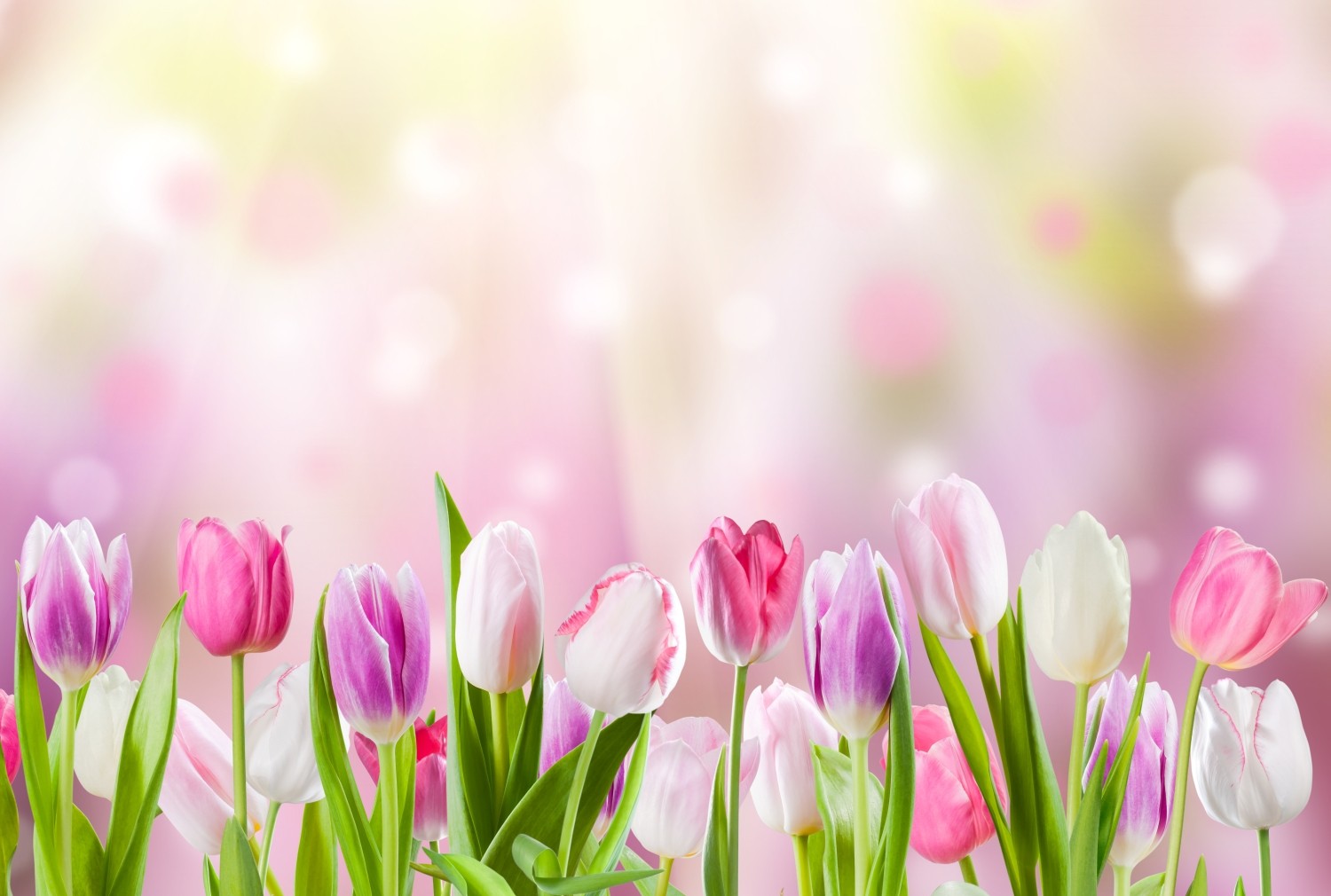 Фон тюльпаны нежный. Весенние цветы. Нежные весенние цветы. Весенние цветы тюльпаны. Розовые тюльпаны.